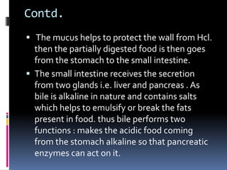 Contd.
 The mucus helps to protect the wall from Hcl.
then the partially digested food is then goes
from the stomach to the small intestine.
 The small intestine receives the secretion
from two glands i.e. liver and pancreas . As
bile is alkaline in nature and contains salts
which helps to emulsify or break the fats
present in food. thus bile performs two
functions : makes the acidic food coming
from the stomach alkaline so that pancreatic
enzymes can act on it.
 
