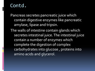 Contd.
Pancreas secretes pancreatic juice which
contain digestive enzymes like pancreatic
amylase, lipase and tripsin.
The walls of intestine contain glands which
secretes intestinal juice.The intestinal juice
contain a number of enzymes which
complete the digestion of complex
carbohydrates into glucose , proteins into
amino acids and glycerol.
 