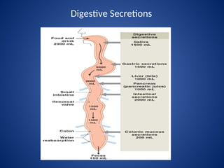 Secretions Example digestive system - anatomy and function ppt | PPT