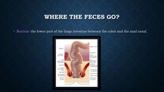 WHERE THE FECES GO?
• Rectum- the lower part of the large intestine between the colon and the anal canal.
 