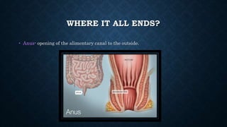 WHERE IT ALL ENDS?
• Anus- opening of the alimentary canal to the outside.
 