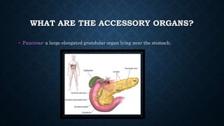 WHAT ARE THE ACCESSORY ORGANS?
• Pancreas- a large elongated grandular organ lying near the stomach.
 