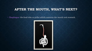 AFTER THE MOUTH, WHAT’S NEXT?
• Esophagus- the food tube or gullet which connects the mouth and stomach.
 