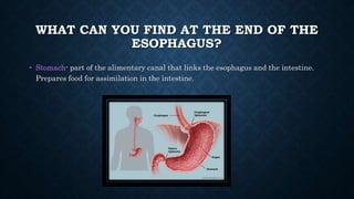 WHAT CAN YOU FIND AT THE END OF THE
ESOPHAGUS?
• Stomach- part of the alimentary canal that links the esophagus and the intestine.
Prepares food for assimilation in the intestine.
 