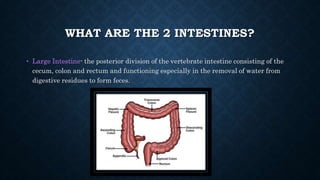 WHAT ARE THE 2 INTESTINES?
• Large Intestine- the posterior division of the vertebrate intestine consisting of the
cecum, colon and rectum and functioning especially in the removal of water from
digestive residues to form feces.
 