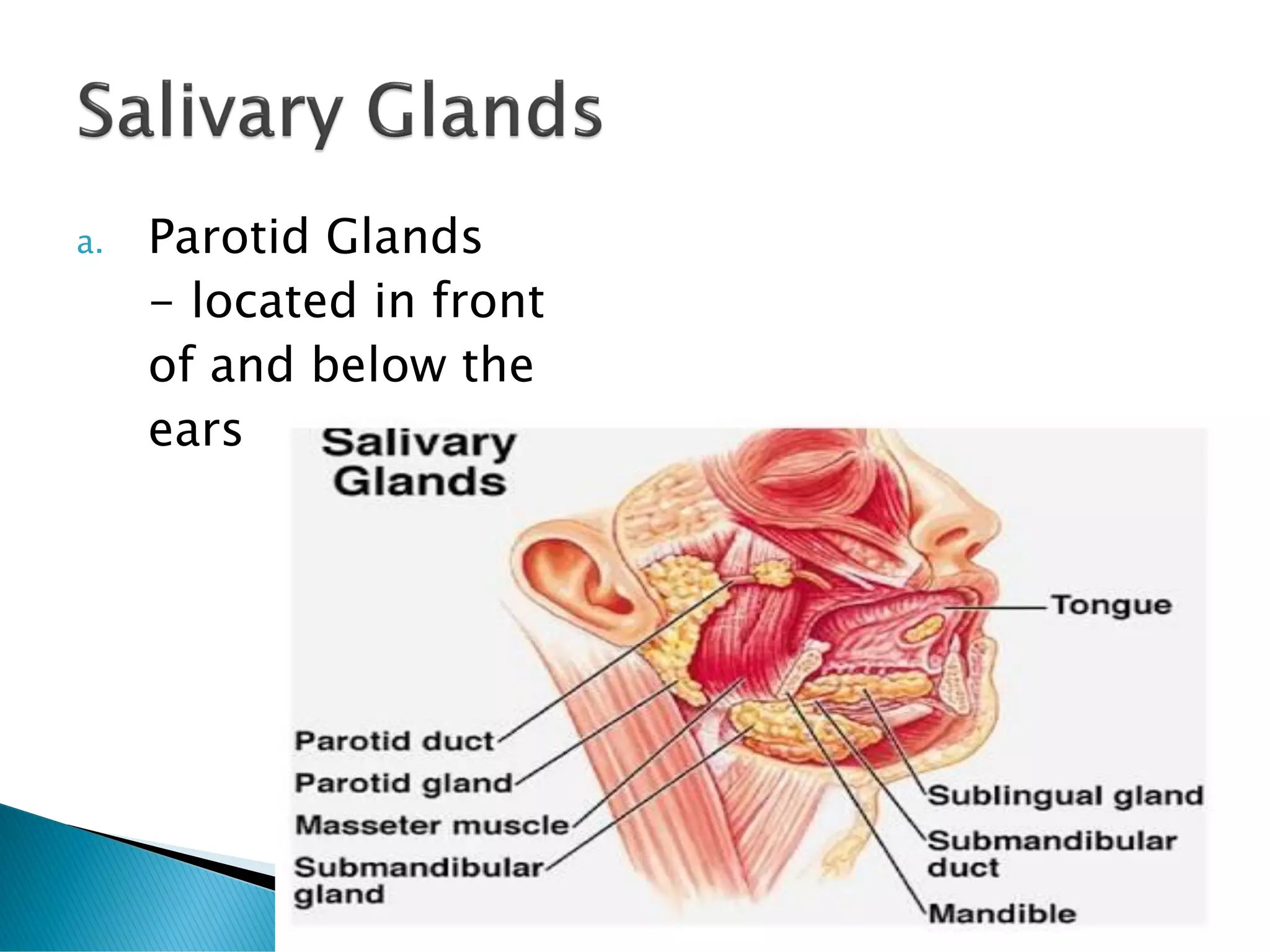 a. Parotid Glands
- located in front
of and below the
ears
 