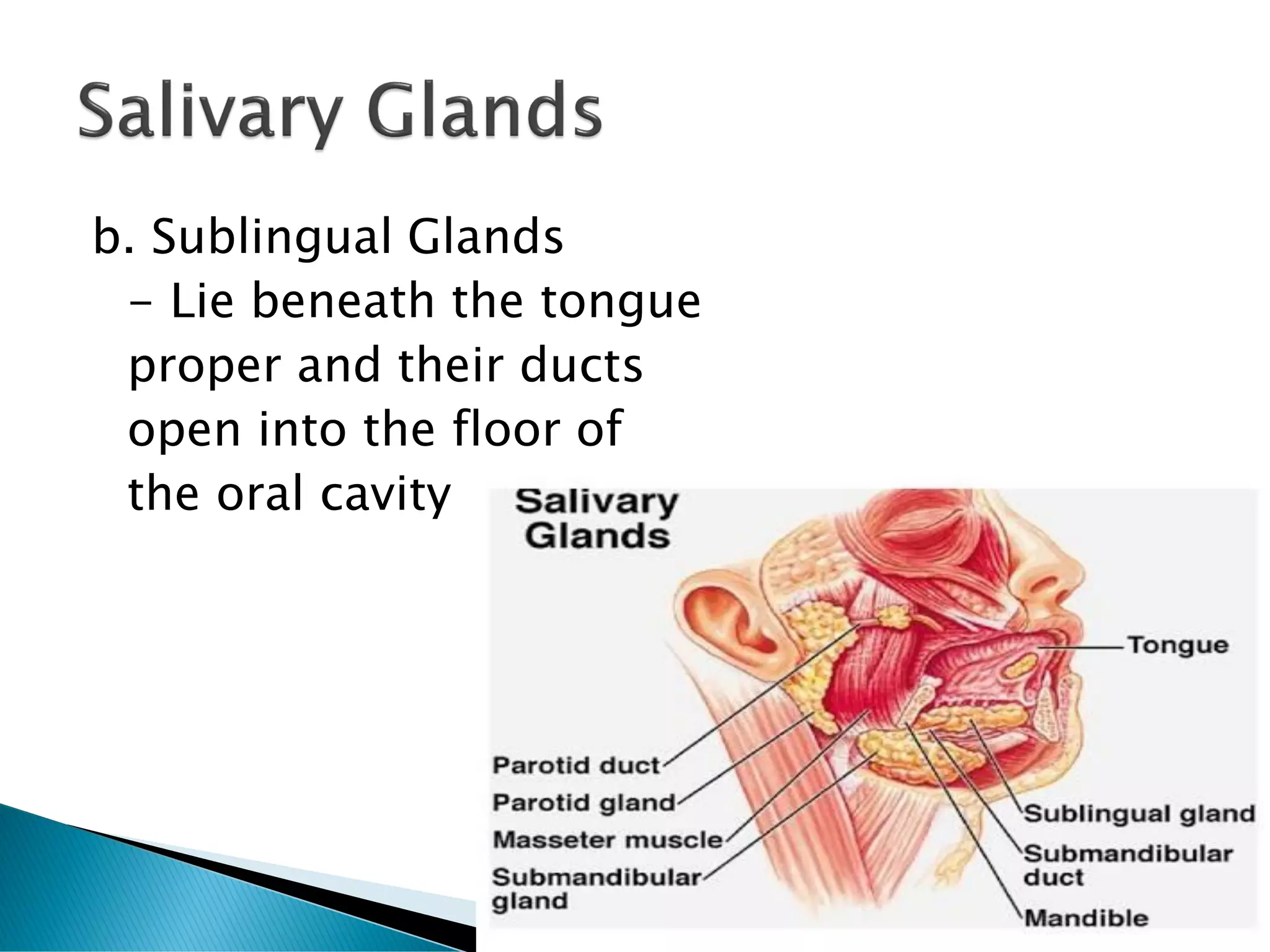 b. Sublingual Glands
- Lie beneath the tongue
proper and their ducts
open into the floor of
the oral cavity
 
