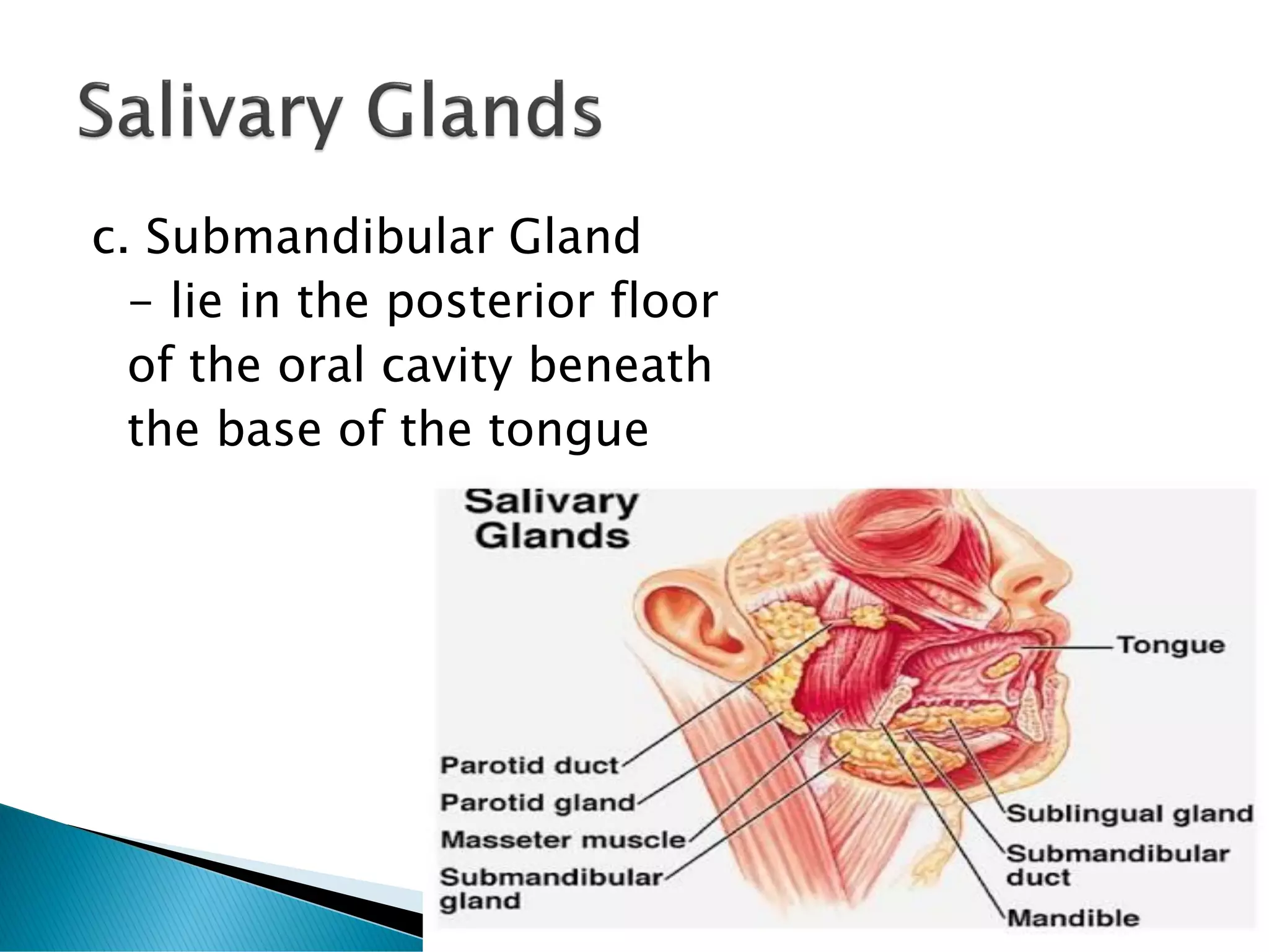 c. Submandibular Gland
- lie in the posterior floor
of the oral cavity beneath
the base of the tongue
 