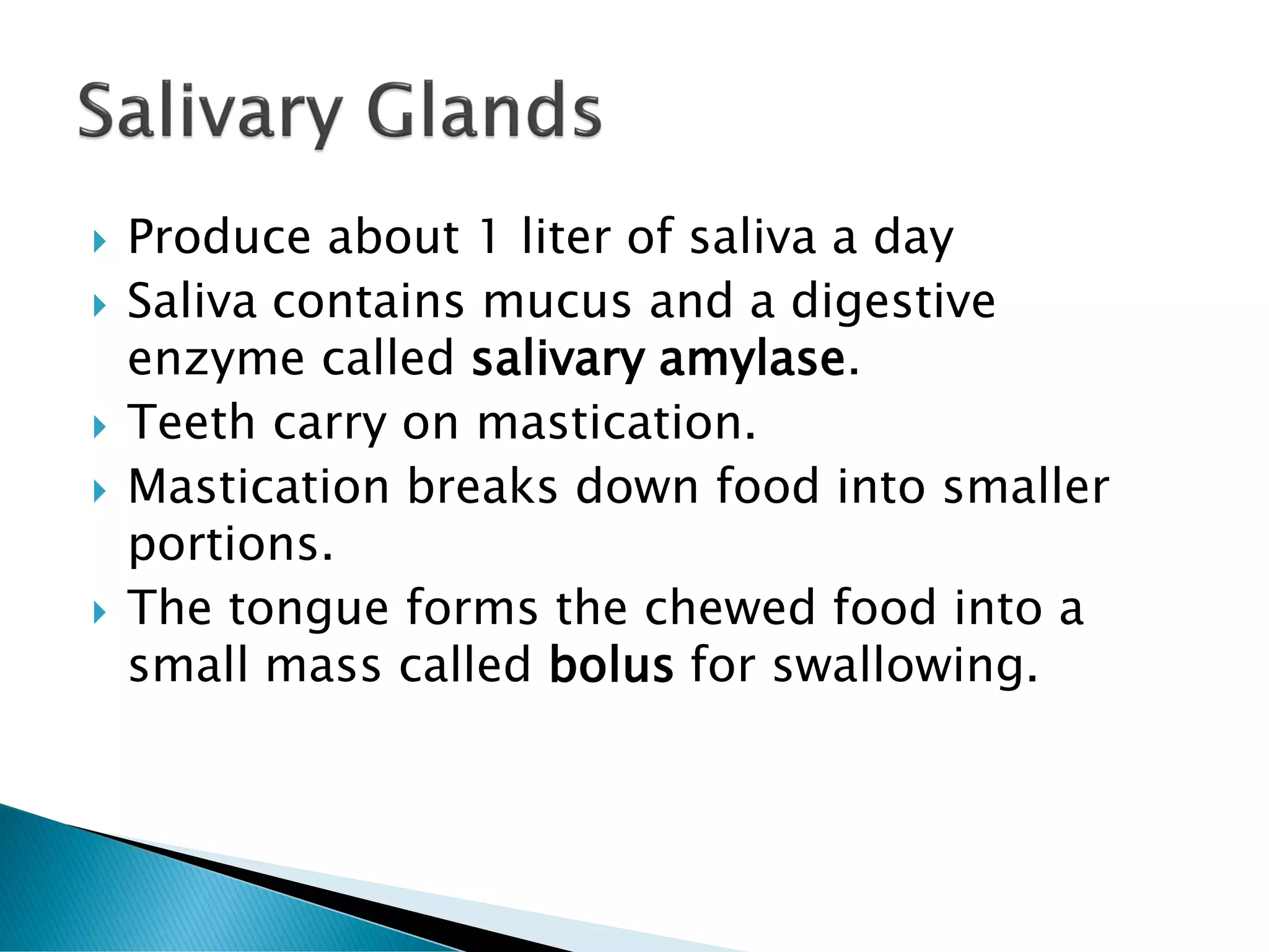  Produce about 1 liter of saliva a day
 Saliva contains mucus and a digestive
enzyme called salivary amylase.
 Teeth carry on mastication.
 Mastication breaks down food into smaller
portions.
 The tongue forms the chewed food into a
small mass called bolus for swallowing.
 
