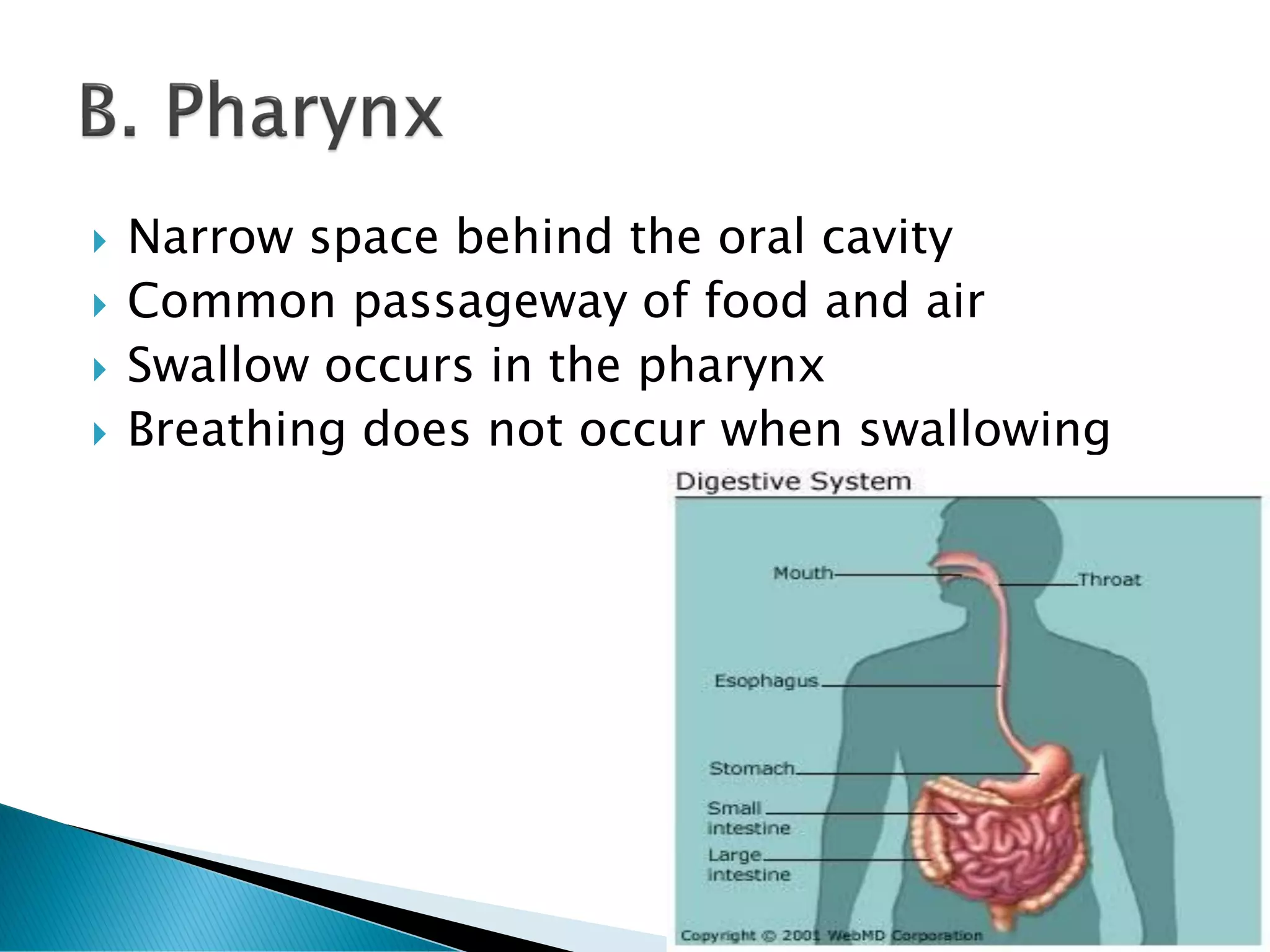  Narrow space behind the oral cavity
 Common passageway of food and air
 Swallow occurs in the pharynx
 Breathing does not occur when swallowing
 