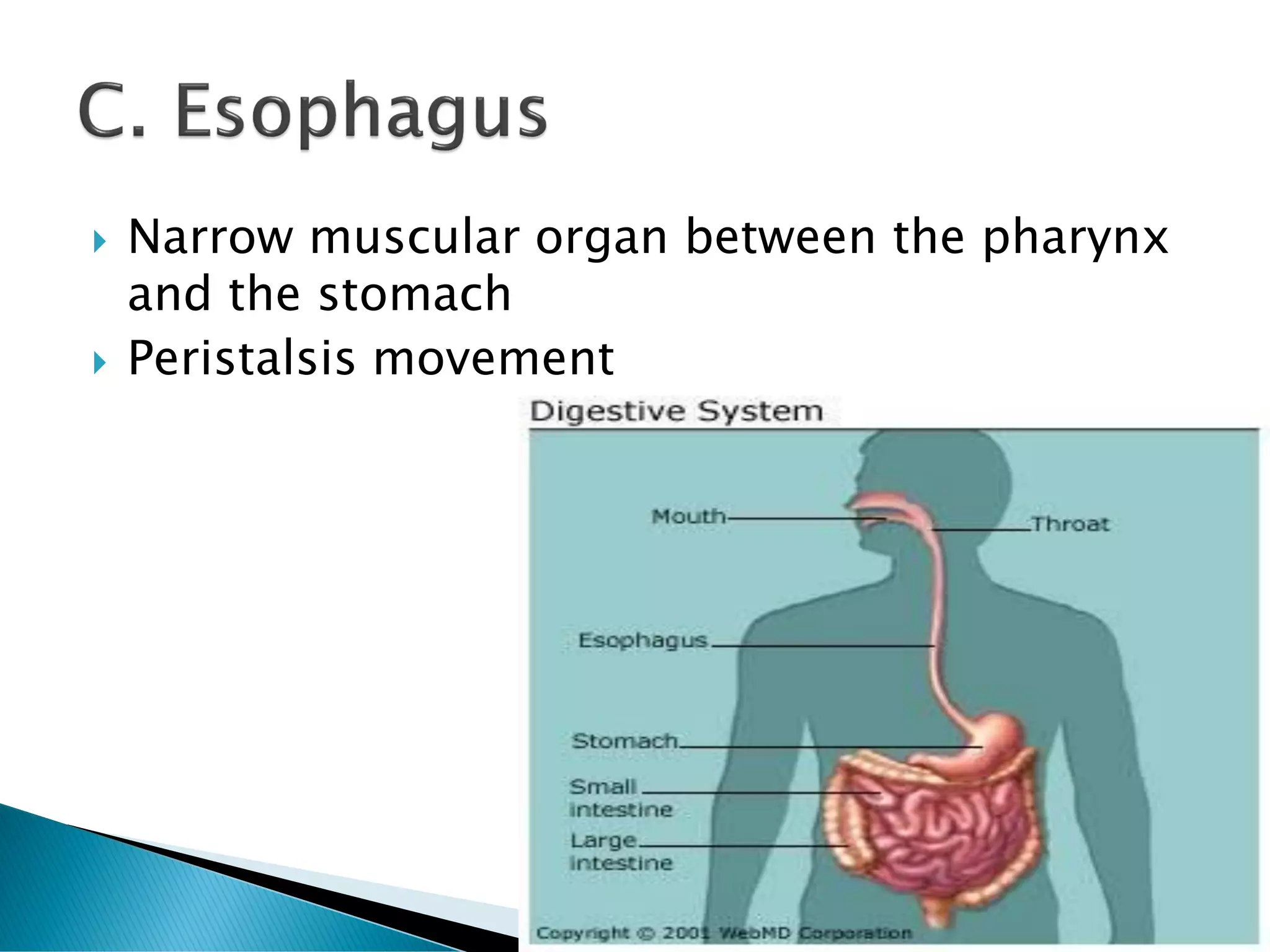  Narrow muscular organ between the pharynx
and the stomach
 Peristalsis movement
 
