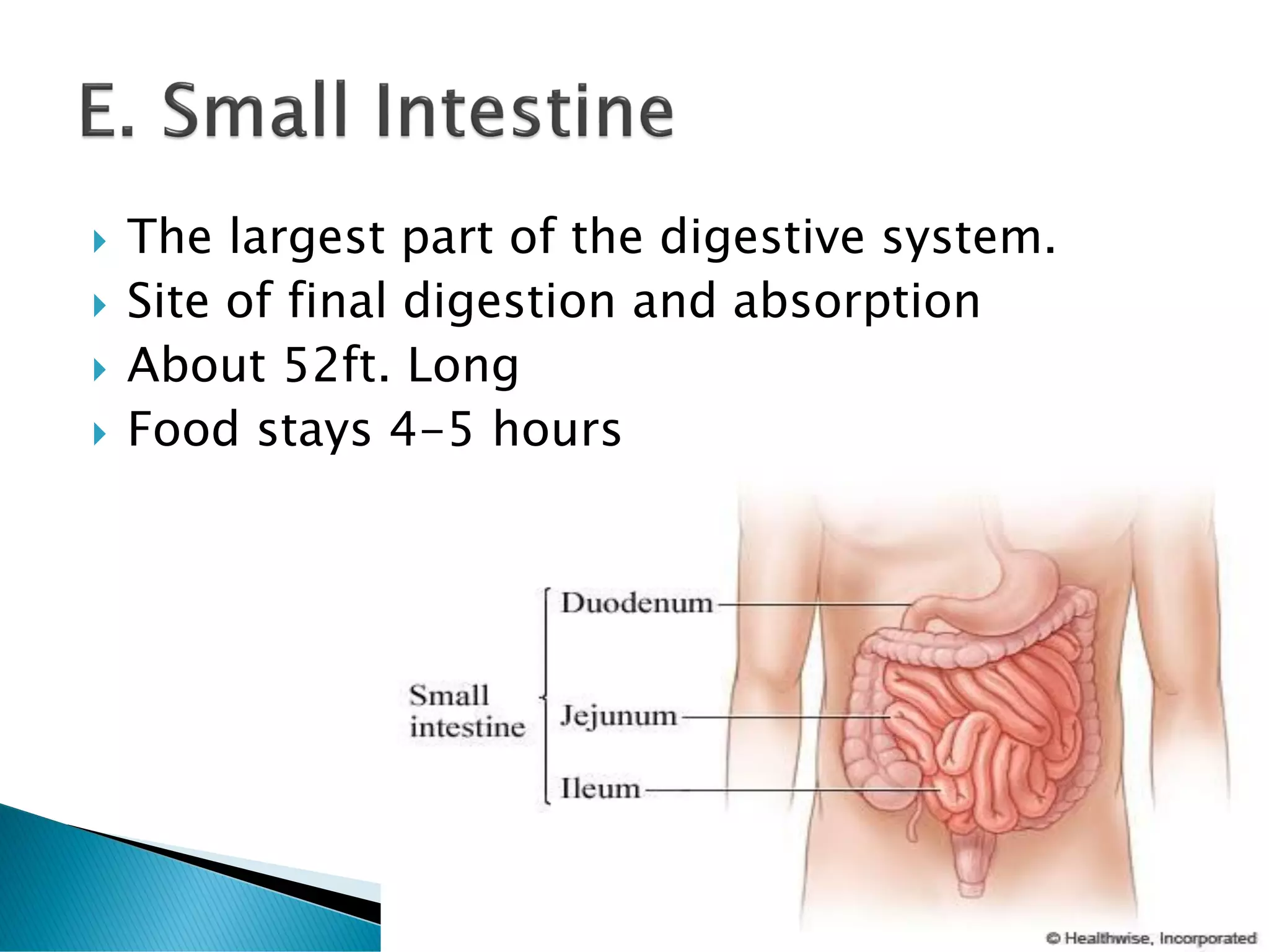  The largest part of the digestive system.
 Site of final digestion and absorption
 About 52ft. Long
 Food stays 4-5 hours
 