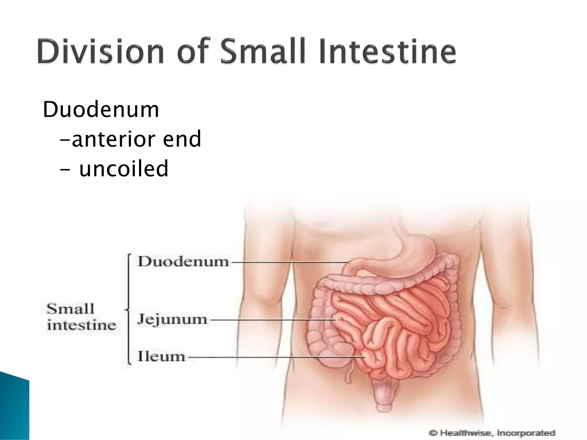 Duodenum
-anterior end
- uncoiled
 