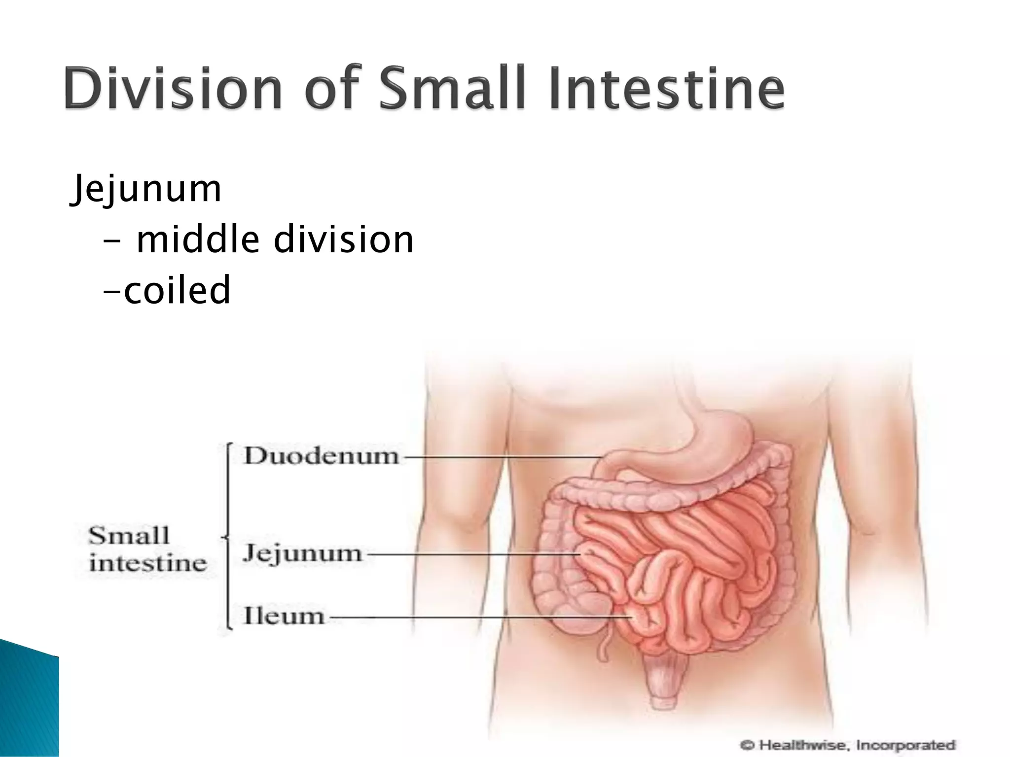 Jejunum
- middle division
-coiled
 