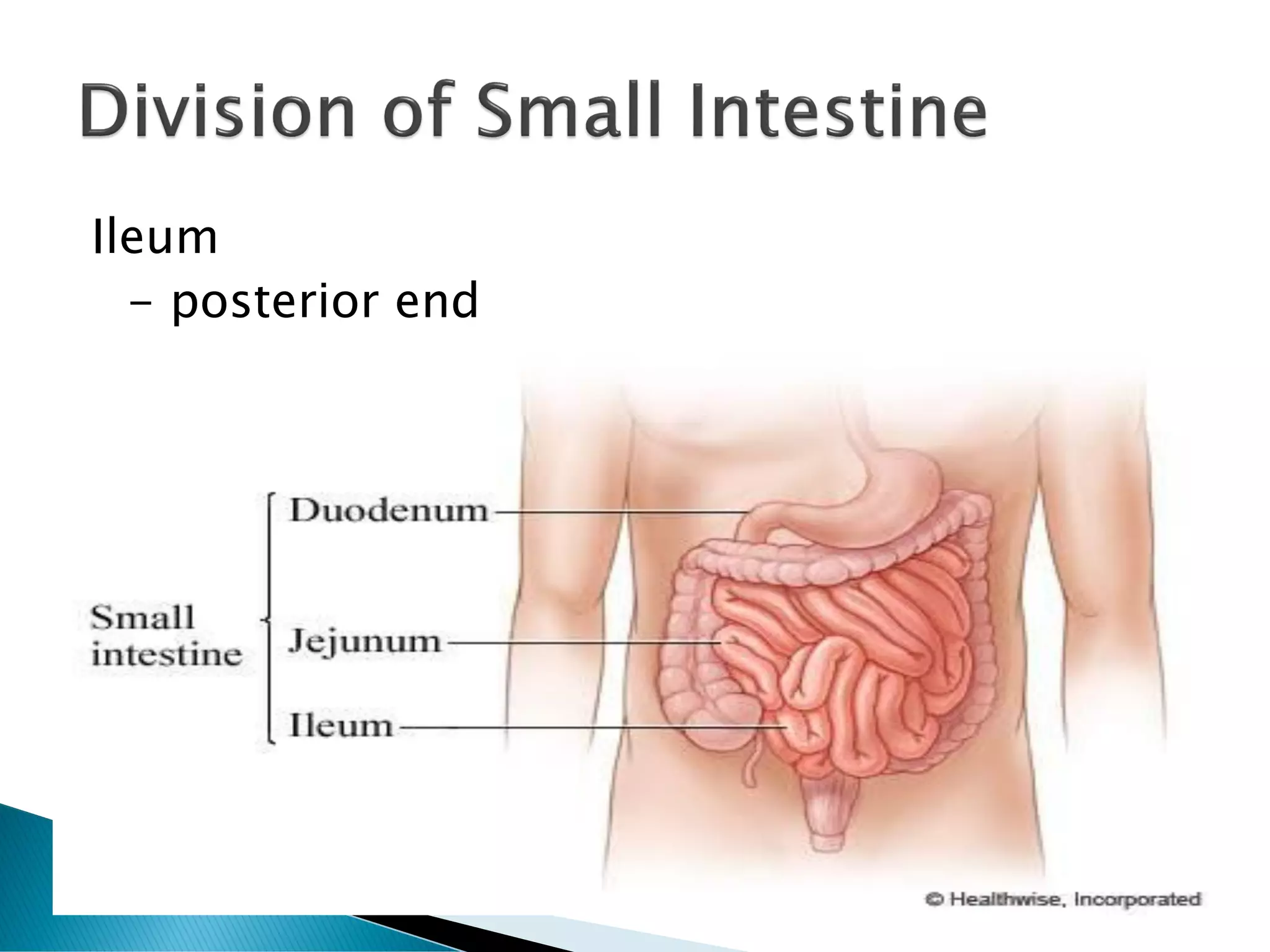 Ileum
- posterior end
 