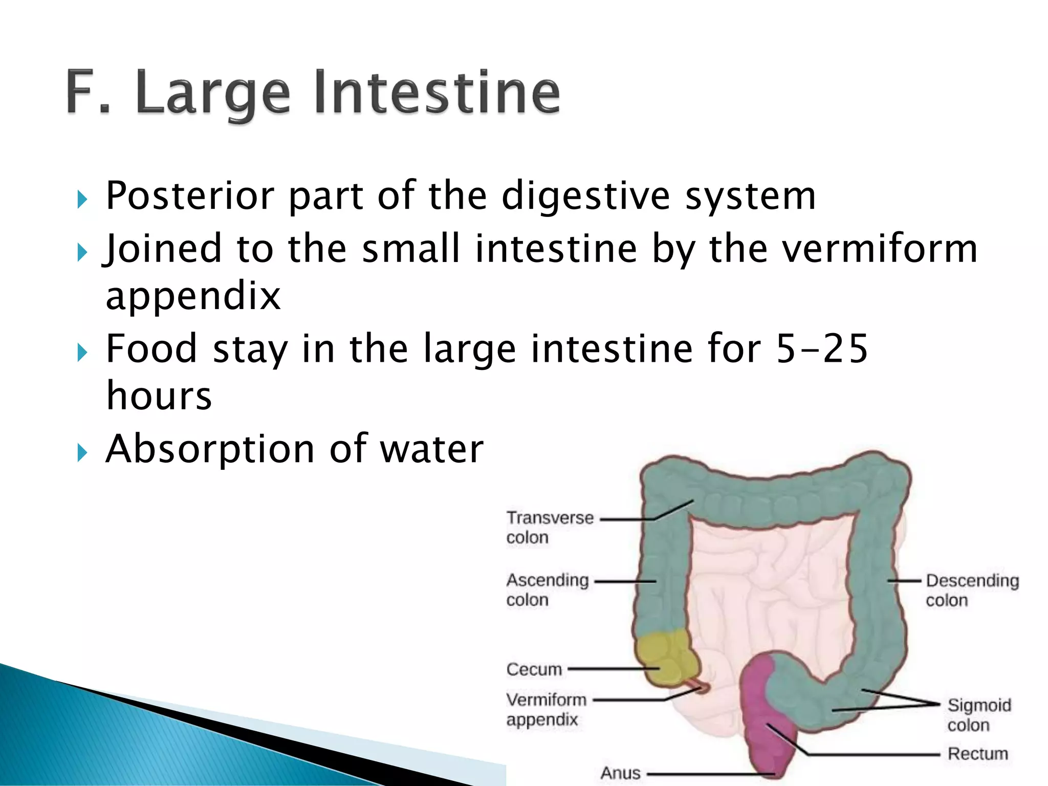  Posterior part of the digestive system
 Joined to the small intestine by the vermiform
appendix
 Food stay in the large intestine for 5-25
hours
 Absorption of water
 