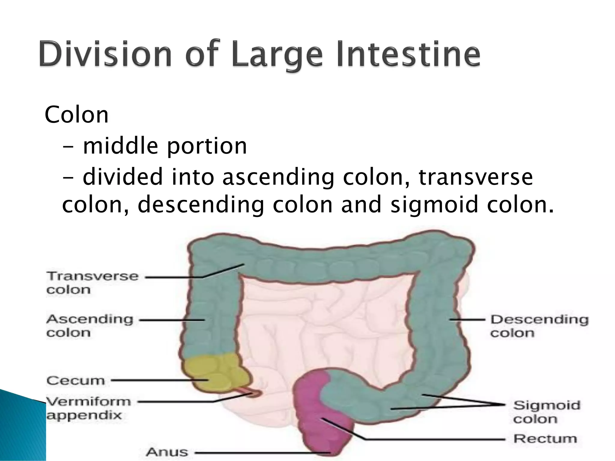 Colon
- middle portion
- divided into ascending colon, transverse
colon, descending colon and sigmoid colon.
 