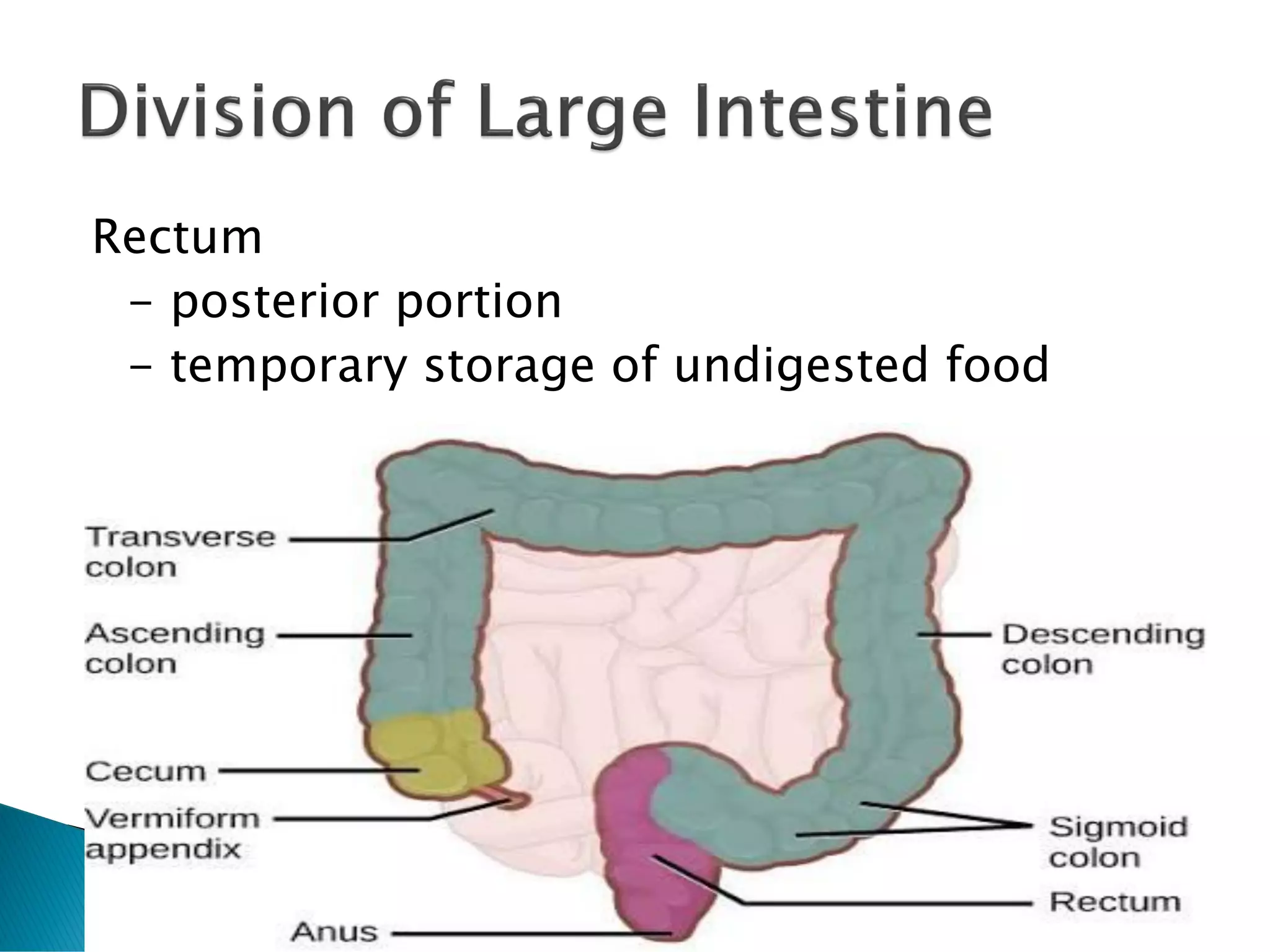 Rectum
- posterior portion
- temporary storage of undigested food
 