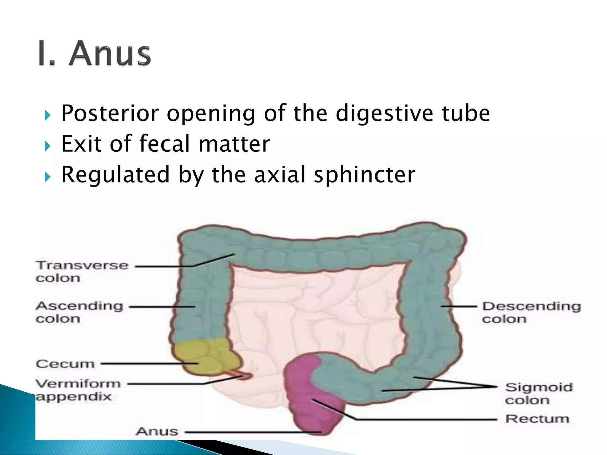 Posterior opening of the digestive tube
 Exit of fecal matter
 Regulated by the axial sphincter
 