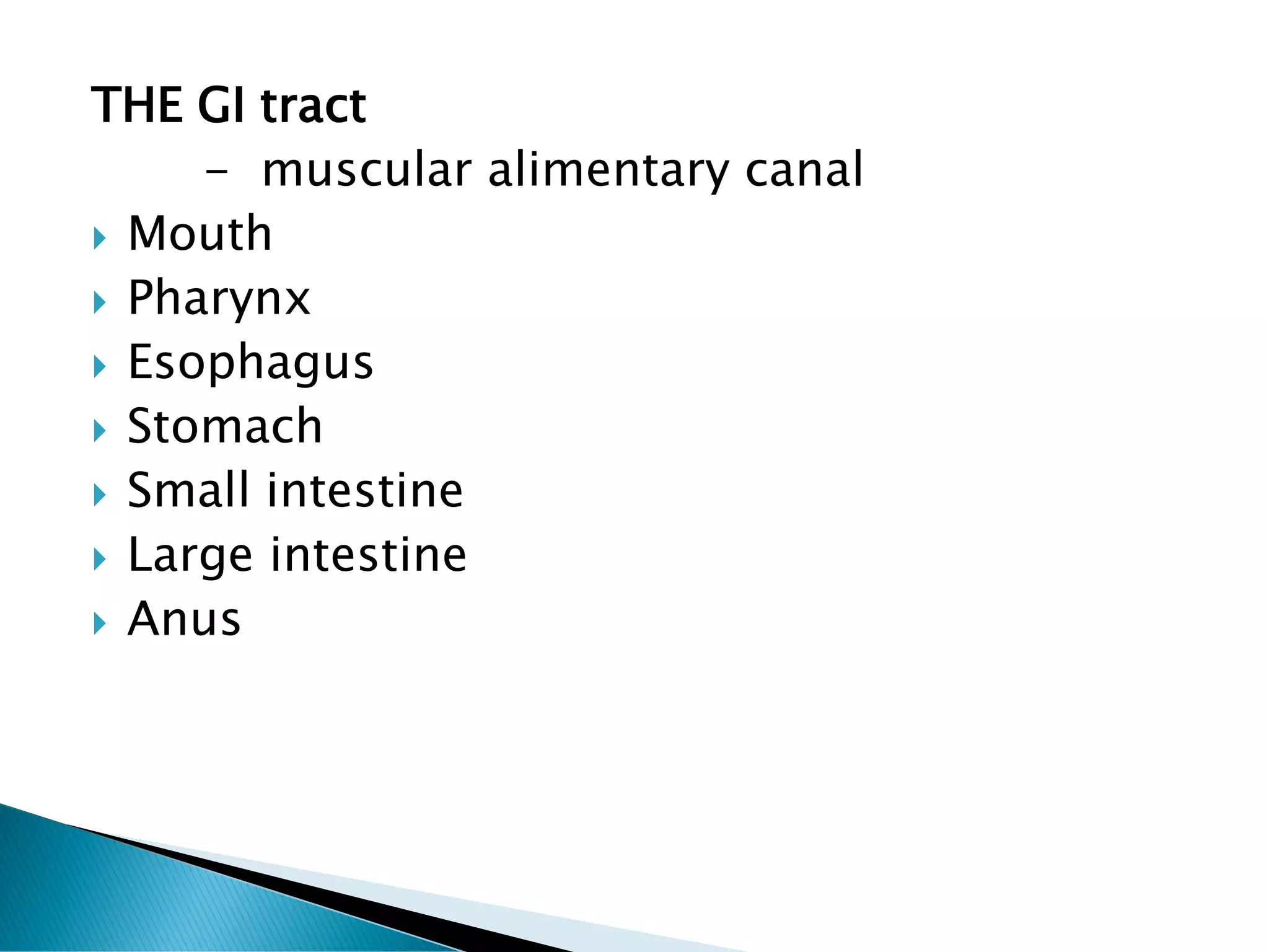 THE GI tract
- muscular alimentary canal
 Mouth
 Pharynx
 Esophagus
 Stomach
 Small intestine
 Large intestine
 Anus
 
