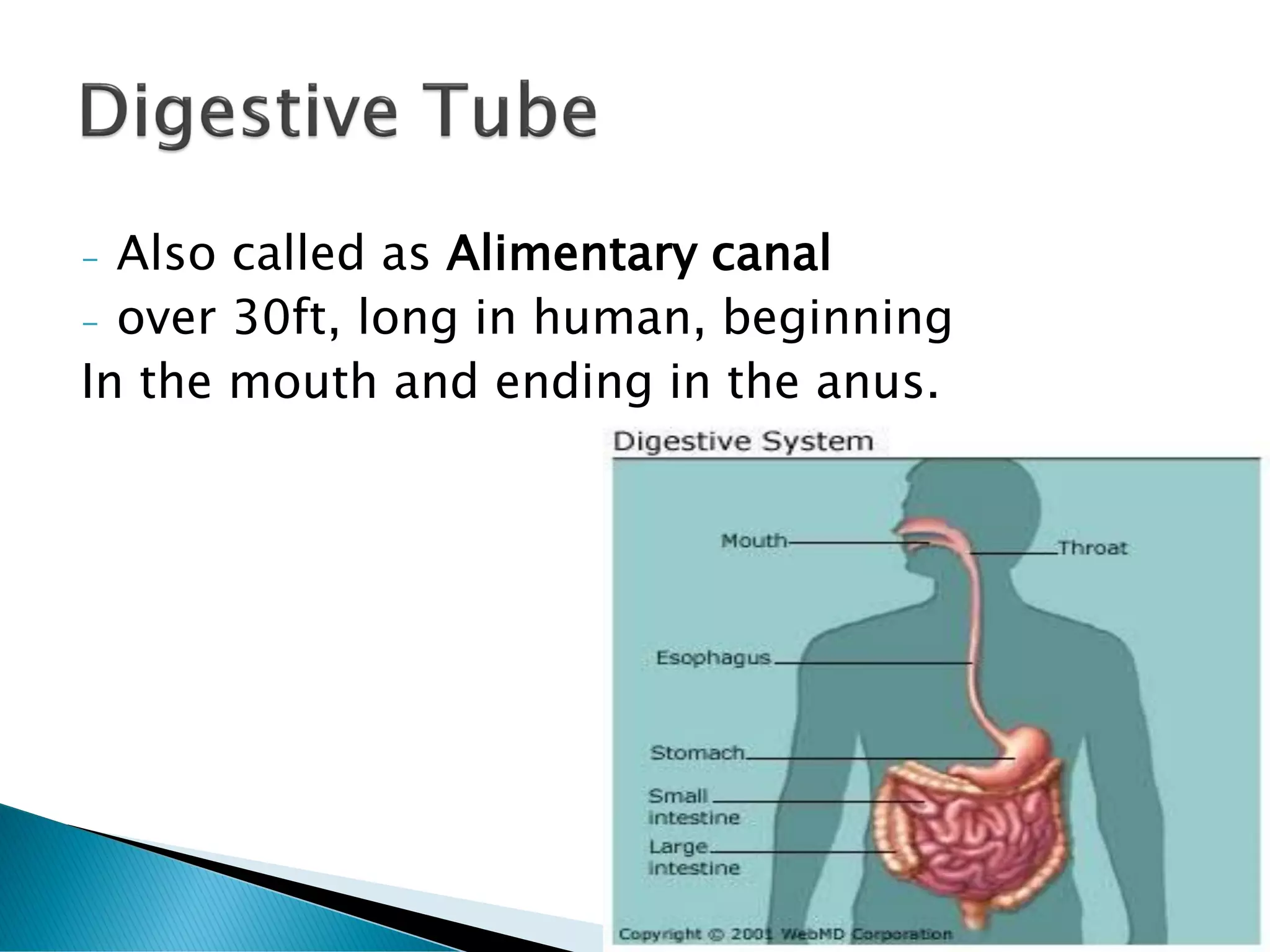 - Also called as Alimentary canal
- over 30ft, long in human, beginning
In the mouth and ending in the anus.
 