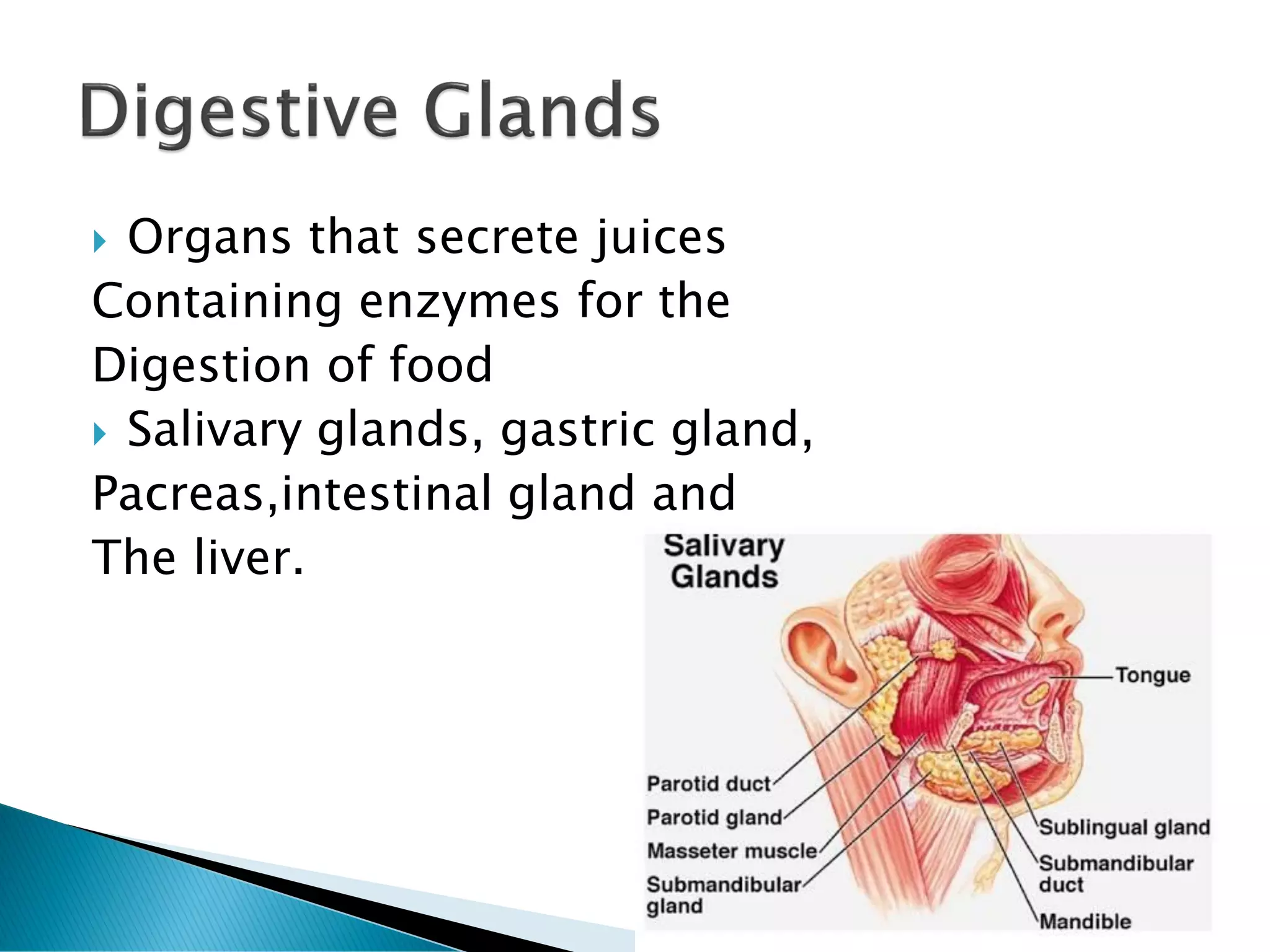  Organs that secrete juices
Containing enzymes for the
Digestion of food
 Salivary glands, gastric gland,
Pacreas,intestinal gland and
The liver.
 