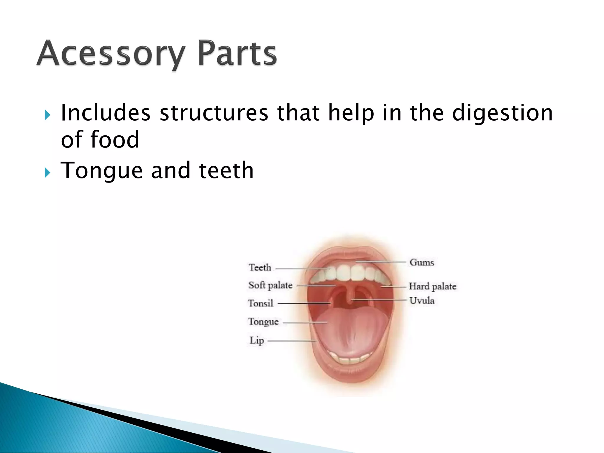  Includes structures that help in the digestion
of food
 Tongue and teeth
 