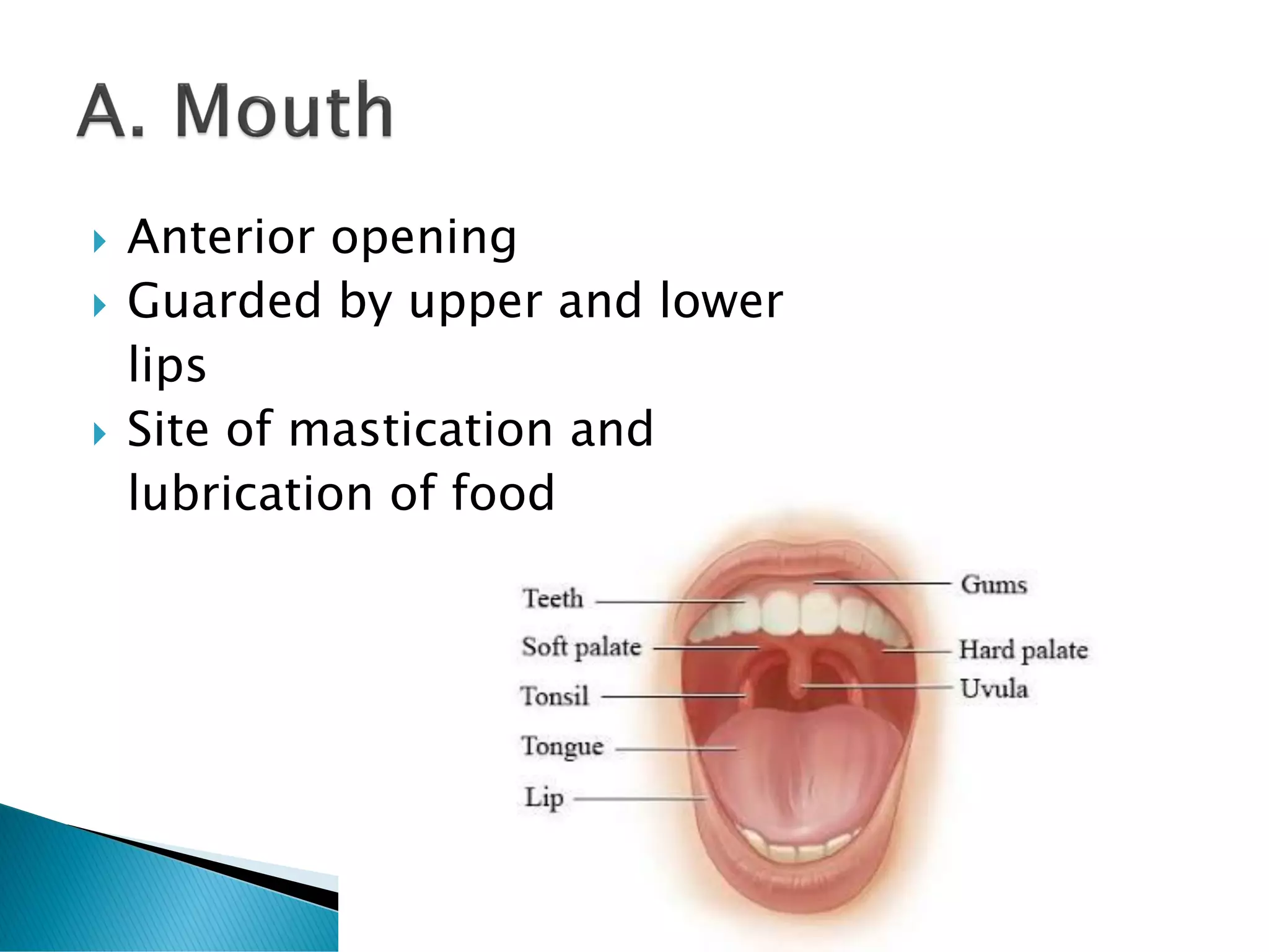  Anterior opening
 Guarded by upper and lower
lips
 Site of mastication and
lubrication of food
 