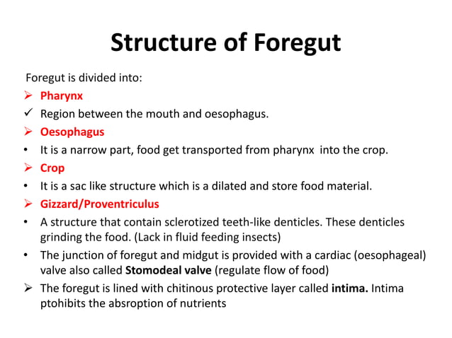 Digestive system of Insects