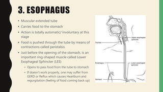 3. ESOPHAGUS
• Muscular extended tube
• Carries food to the stomach
• Action is totally automatic/ involuntary at this
stage
• Food is pushed through the tube by means of
contractions called peristalsis.
• Just before the opening of the stomach, is an
important ring-shaped muscle called Lower
Esophageal Sphincter (LES)
– Opens to pass food from the tube to stomach
– If doesn’t work properly, one may suffer from
GERD or Reflux which causes Heartburn and
regurgitation (feeling of food coming back up)
 