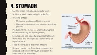 4. STOMACH
• Sac-like organ with strong muscular walls
• Holds the food, mixes and grinds the food
• Breaking of food
– Mechanical breakdown of food (churning)
– Chemical breakdown of food (denature and digest
proteins)
• Produce intrinsic factor for Vitamin B12 uptake
(VitB12 necessary for erythropoiesis)
• Secretes acid and powerful enzymes that break
down food and change it to a consistency of
liquid or paste.
• Food then moves to the small intestine
• Between meals, non-liquefiable remnants are
released and ushered through the rest of the
intestines to be eliminated.
 
