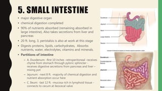5. SMALL INTESTINE
• major digestive organ
• chemical digestion completed
• 90% of nutrients absorbed (remaining absorbed in
large intestine), Also takes secretions from liver and
pancreas
• 20 ft. long, 3, peristalsis is also at work at this stage
• Digests proteins, lipids, carbohydrates, Absorbs
nutrients, water, electrolytes, vitamins and minerals.
• Partitions of intestine
– A. Duodenum: -ﬁrst 10 inches -retroperitoneal -receives
chyme from stomach through pyloric sphincter -
receives digestive secretions from pancreas and liver –
mixing pot
– Jejunum: -next 8 ft. -majority of chemical digestion and
nutrient absorption occur here
– C. Ileum: -last 12 ft. -mucosa rich in lymphoid tissue -
connects to cecum at ileocecal valve
 