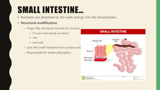 SMALL INTESTINE…
• Nutrients are absorbed by the walls and go into the bloodstream.
• Structural modification
– Finger like structures formed by mucosa
• Circular folds (plicae circulares)
• Villi
• microvilli
– Give the small intestine more surface area
– Responsible for better absorption
 