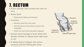 7. RECTUM
• 8 inch chamber that connects the colon to
anus
• Stores Stool
– Mainly food debris and bacteria
• Functions
– Receives stool from the colon
– Let’s the person know there is stool to be
evaluated
– Holds the stool until evacuation happens
• Sensors send message to brain which then
decides whether to release stool right away
or not
• If release doesn’t happen, the rectum
contracts and the feeling goes away
 