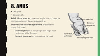 8. ANUS
• Last part
• Consists of…
Pelvic floor muscles create an angle to stop stool to
coming out when its not supposed to
Internal and external sphincters provide fine
control of stool.
Internal sphincter is always tight that stops stool
coming out while sleeping.
External Sphincter lets us to release the stool.
 