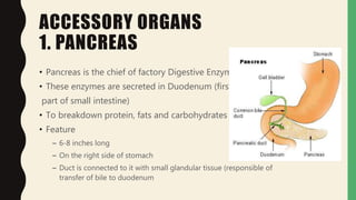 ACCESSORY ORGANS
1. PANCREAS
• Pancreas is the chief of factory Digestive Enzymes
• These enzymes are secreted in Duodenum (first
part of small intestine)
• To breakdown protein, fats and carbohydrates
• Feature
– 6-8 inches long
– On the right side of stomach
– Duct is connected to it with small glandular tissue (responsible of
transfer of bile to duodenum
 