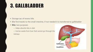 3. GALLBLADDER
• Storage sac of excess bile.
• Bile first travels to the small intestine, if not needed it is transferred to gallbladder
• Bile: two purposes
– Helps absorbs fats in diet
– Carries waste from liver that cannot go through the
kidneys
 