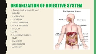 ORGANIZATION OF DIGESTIVE SYSTEM
1. Gastrointestinal tract (GI tract)
• MOUTH
• ESOPHAGUS
• STOMACH
• SMALL INTESTINE
• LARGE INTESTINE
• RECTUM
• ANUS
2. Accessory Structures
• LIVER
• PANCREAS
• GALLBLADDER
• APPENDIX
 