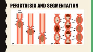 PERISTALSIS AND SEGMENTATION
 
