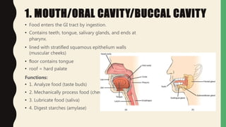 1. MOUTH/ORAL CAVITY/BUCCAL CAVITY
• Food enters the GI tract by ingestion.
• Contains teeth, tongue, salivary glands, and ends at
pharynx.
• lined with stratiﬁed squamous epithelium walls
(muscular cheeks)
• ﬂoor contains tongue
• roof = hard palate
Functions:
• 1. Analyze food (taste buds)
• 2. Mechanically process food (chew)
• 3. Lubricate food (saliva)
• 4. Digest starches (amylase)
 