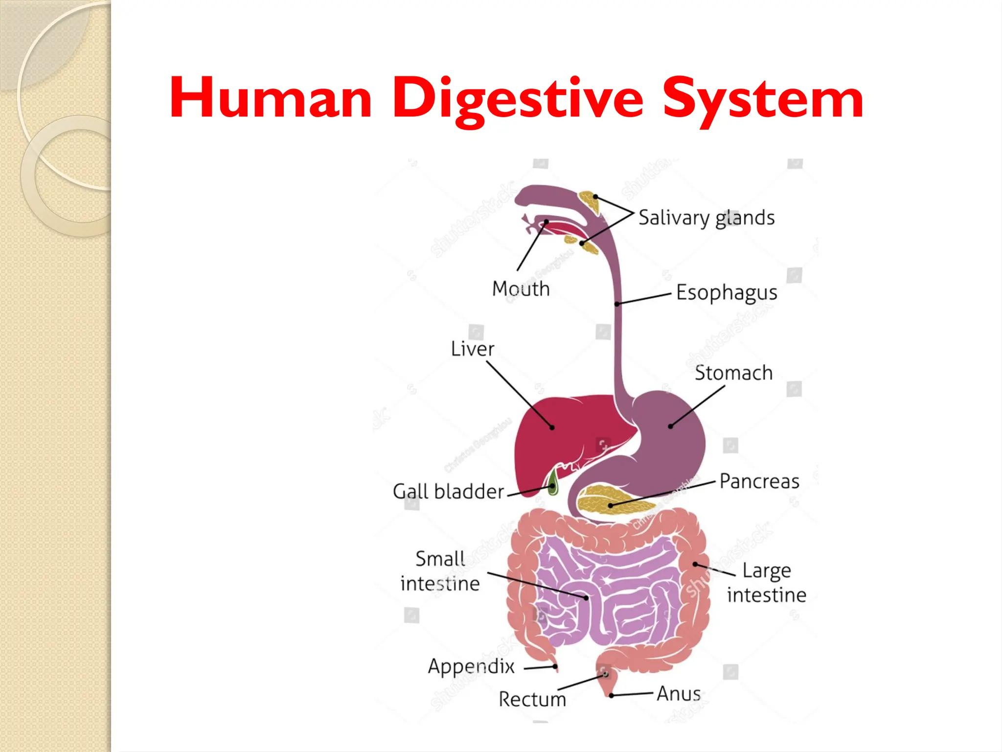 Digestive System with all organs involved in digestion | PPT