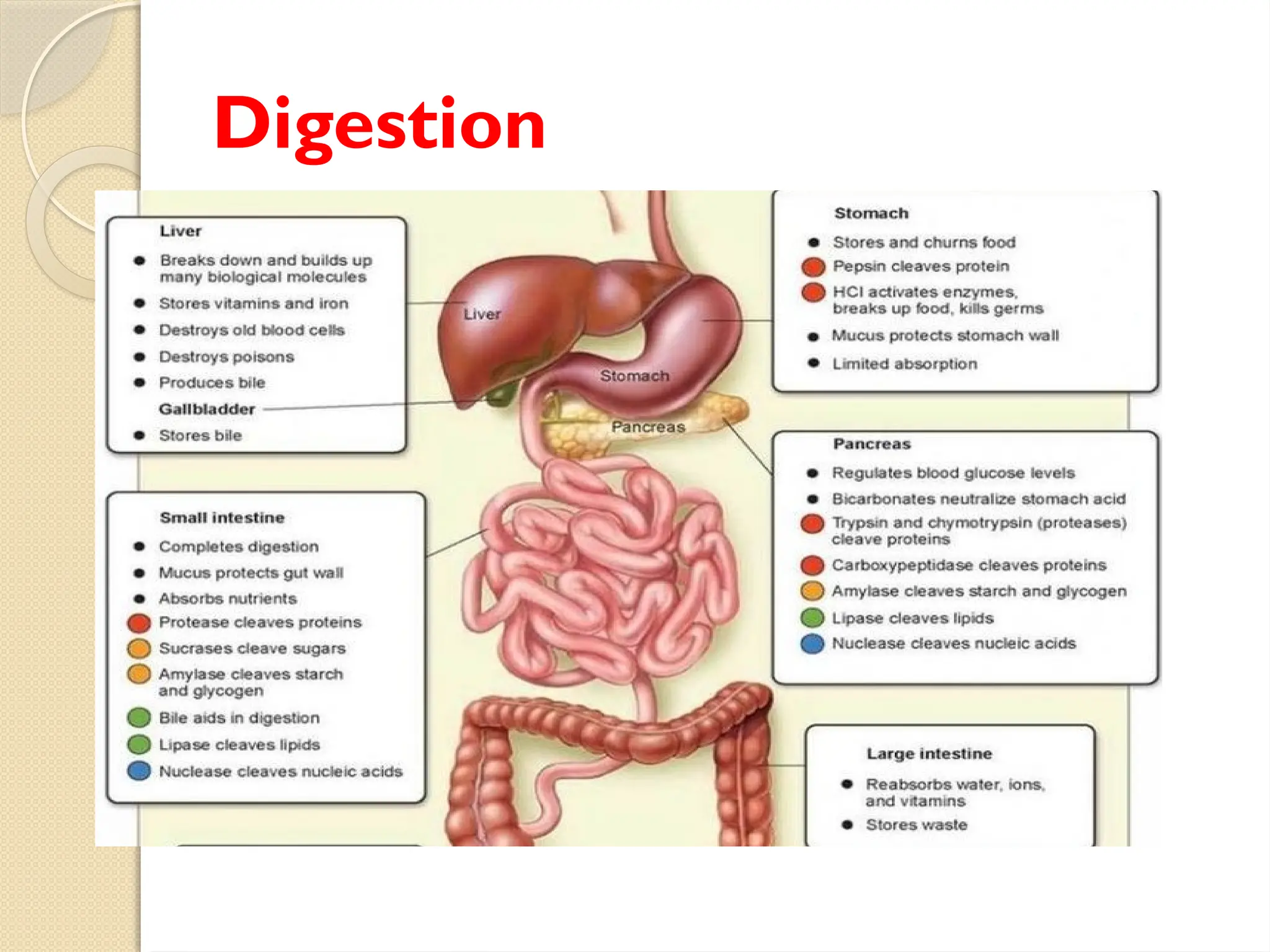 Digestive System with all organs involved in digestion | PPTX