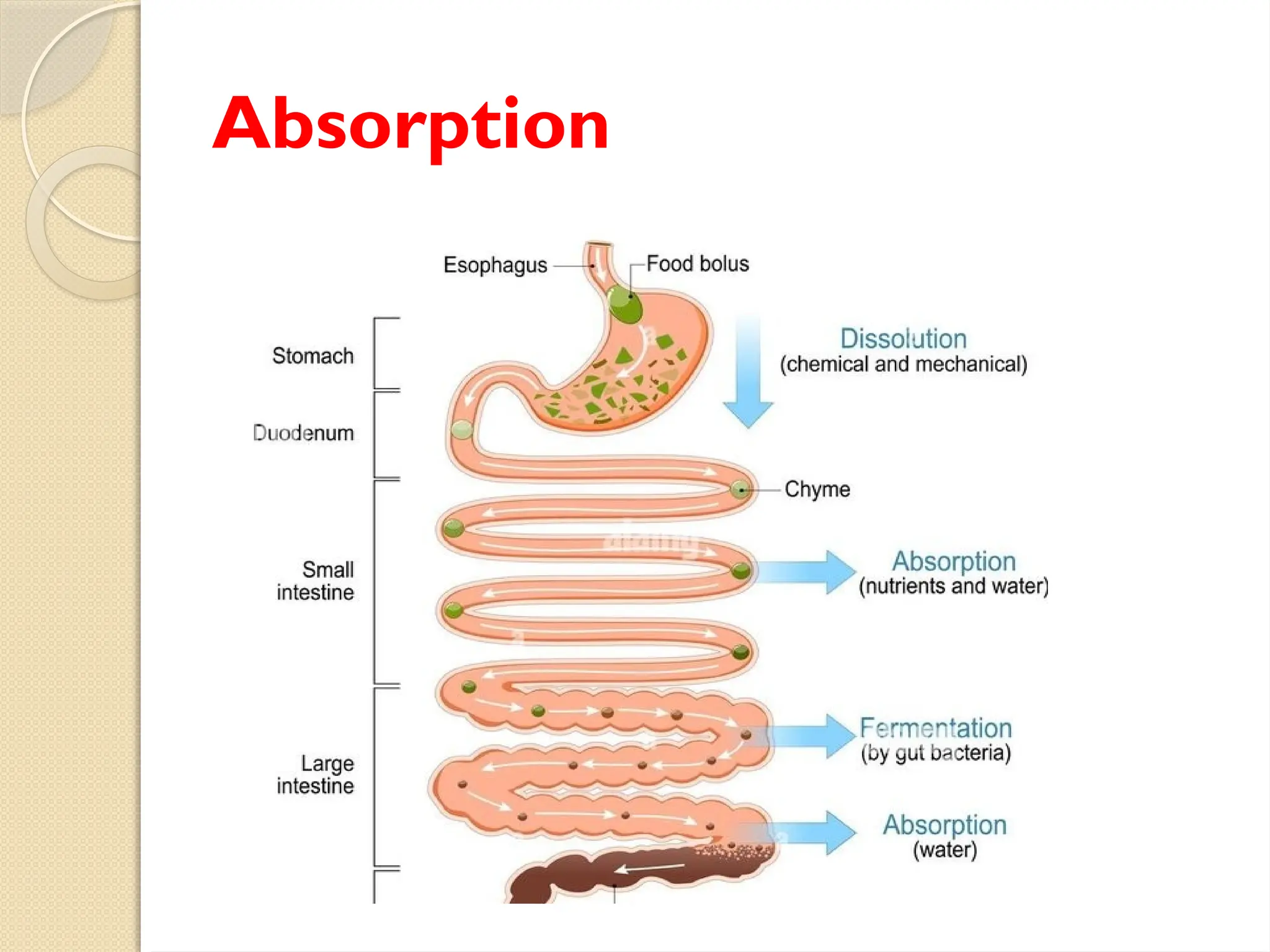 Digestive System with all organs involved in digestion | PPT