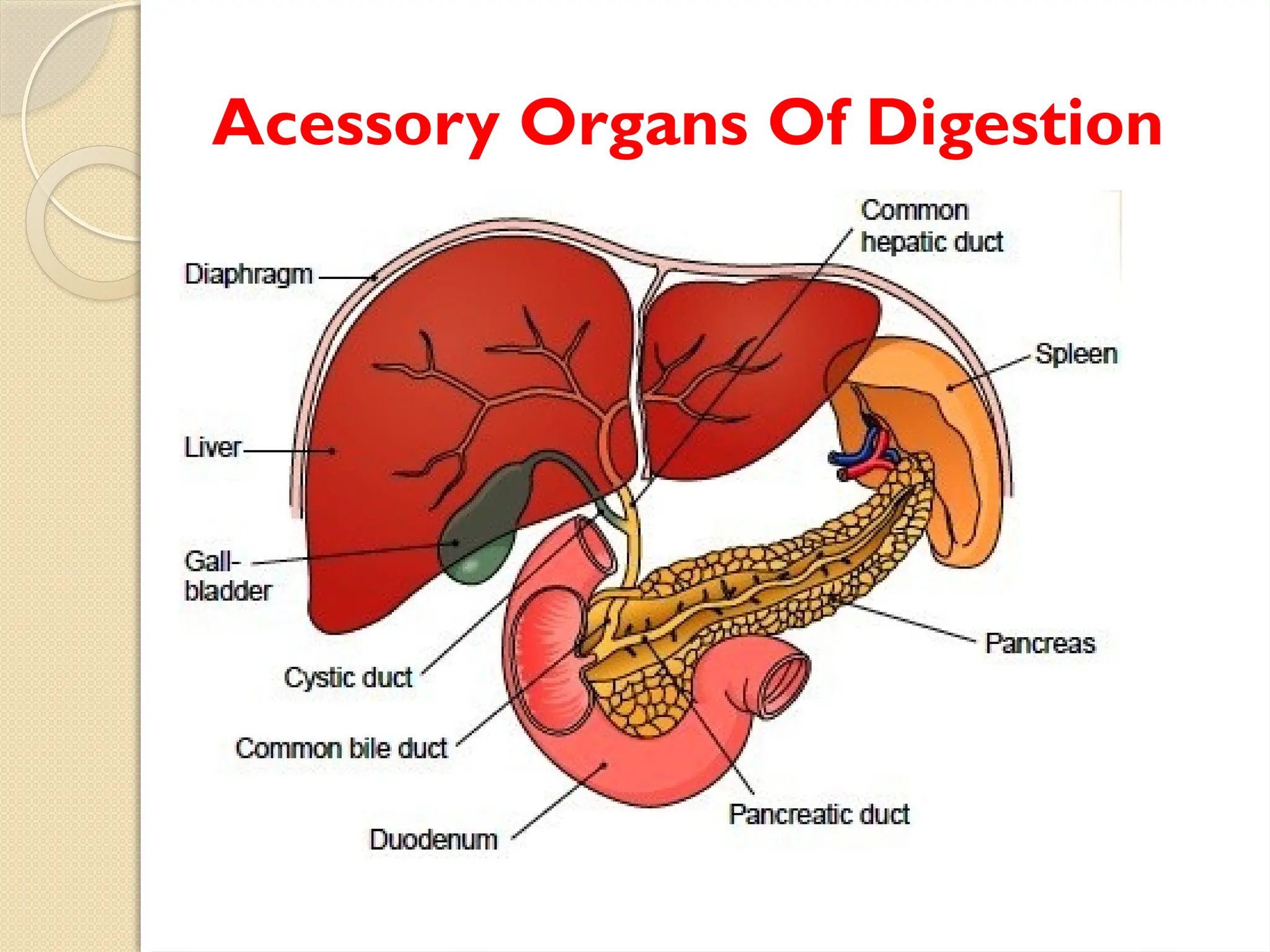 Digestive System with all organs involved in digestion | PPTX