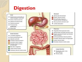 List Digestion Process Digestive System with all organs involved in digestion | PPTX