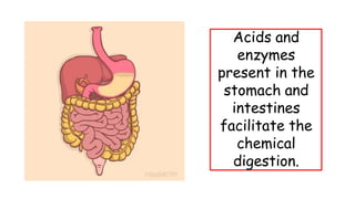 Acids and
enzymes
present in the
stomach and
intestines
facilitate the
chemical
digestion.
 