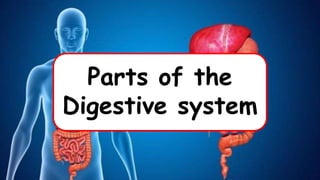 Parts of the
Digestive system
 