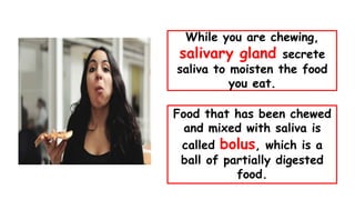 While you are chewing,
salivary gland secrete
saliva to moisten the food
you eat.
Food that has been chewed
and mixed with saliva is
called bolus, which is a
ball of partially digested
food.
 