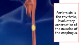 Peristalsis is
the rhythmic,
involuntary
contraction of
the muscles of
the esophagus.
 