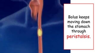 Bolus keeps
moving down
the stomach
through
peristalsis.
 